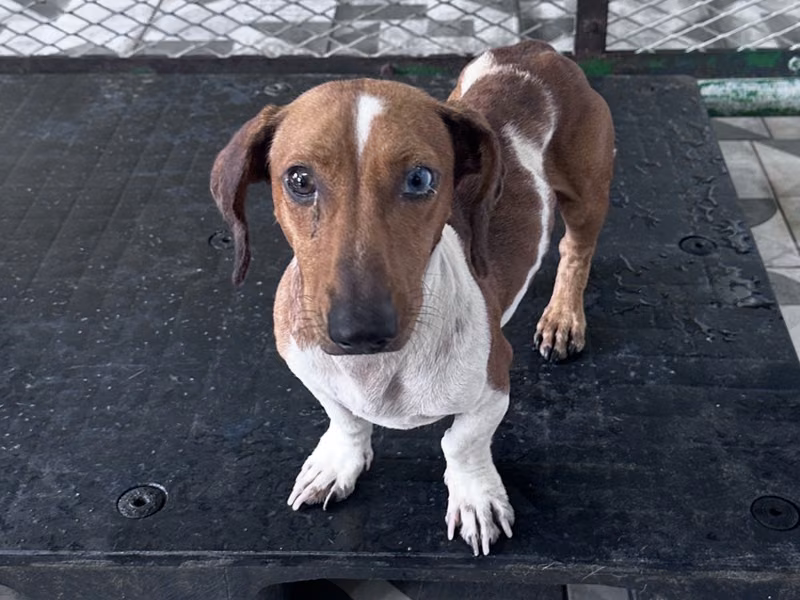 Brown-and-white adult male mixed-breed dog, Medium, shelter no. …4002