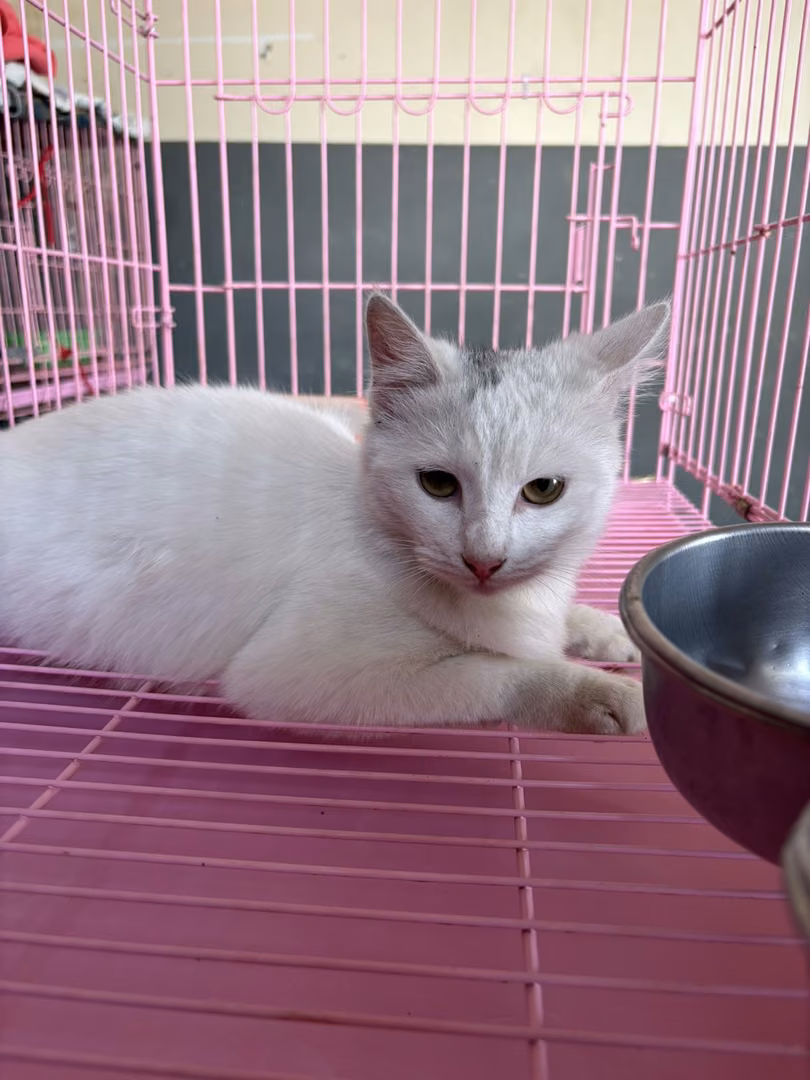 Gray-and-white adult female mixed-breed cat, Medium, shelter no. …7004