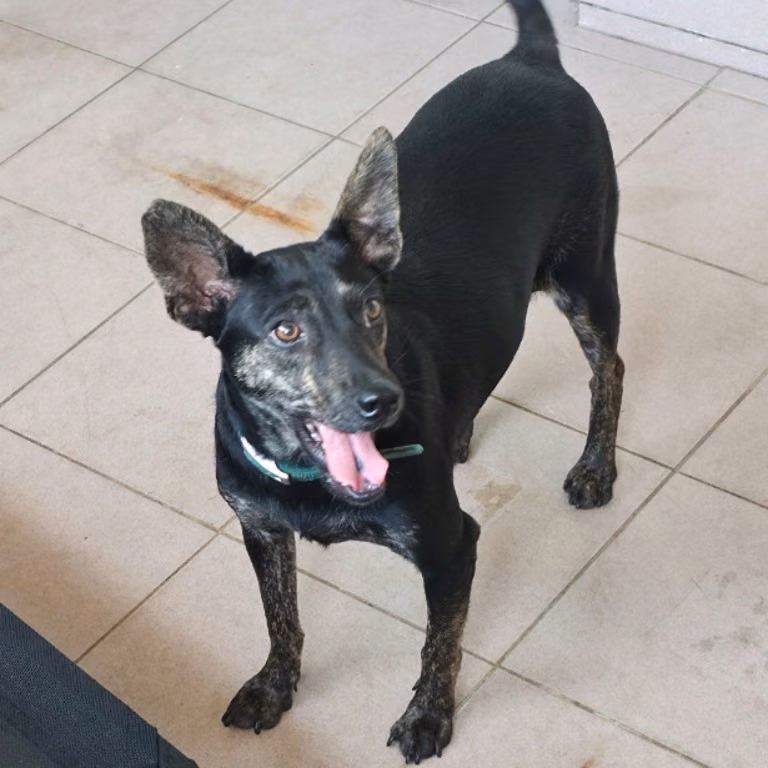 Black adult female mixed-breed dog, Medium, shelter no. …6-22