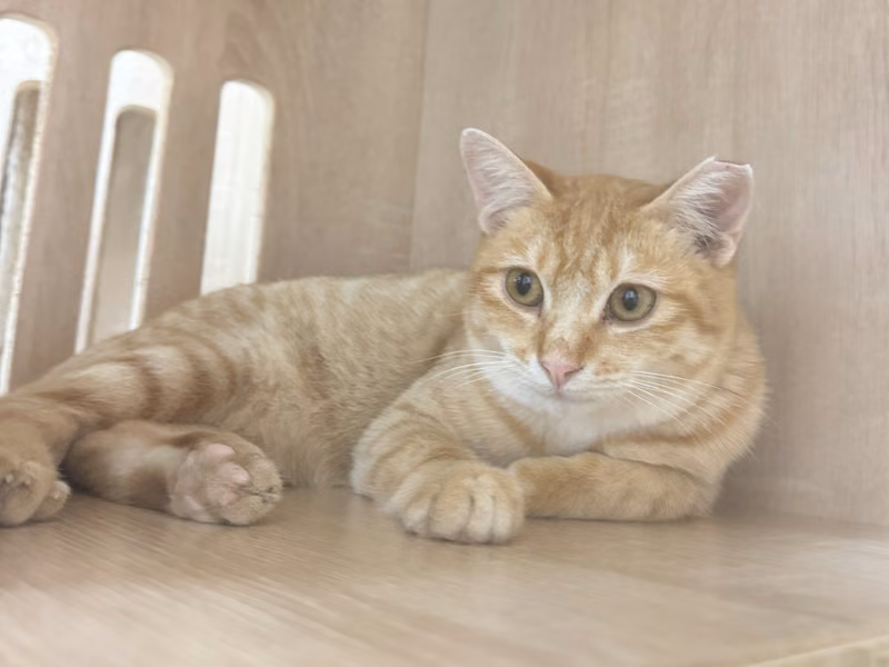 Orange tabby young male mixed-breed cat, Small, shelter no. …7004
