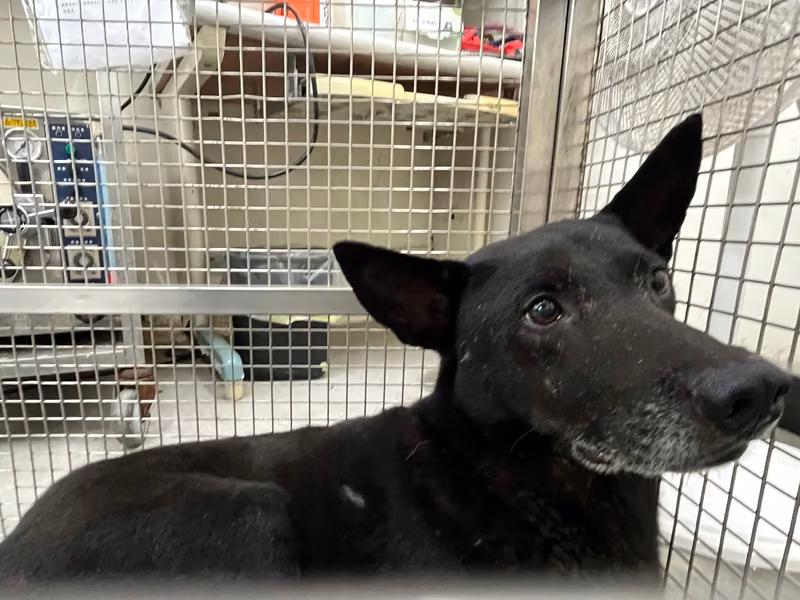 Black adult male mixed-breed dog, Medium, shelter no. …1301