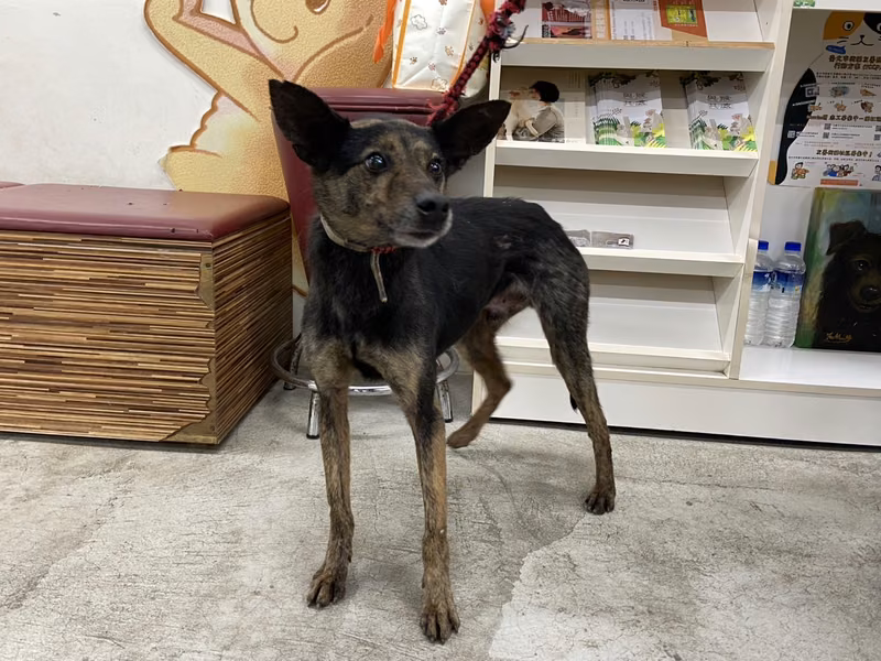 Black-and-tan adult male mixed-breed dog, Medium, shelter no. …1404