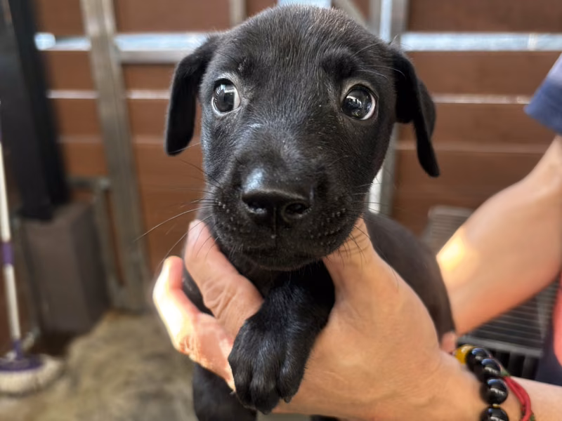 Black young male mixed-breed dog, Medium, shelter no. …5013