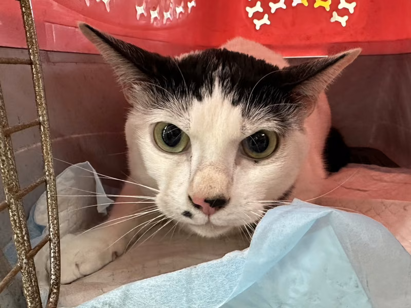 ミックス猫(オス・成猫・黒と白)、中型, 施設番号 …2602