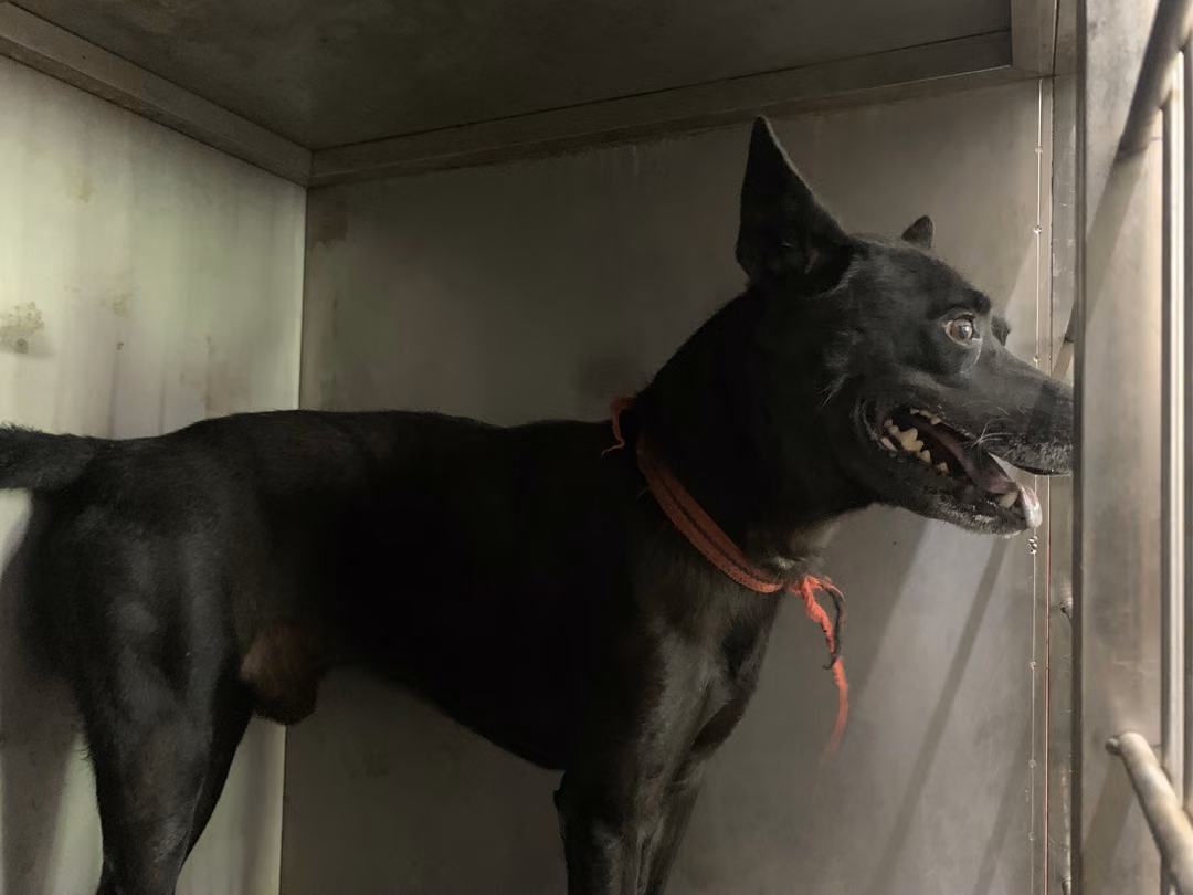 Black adult male mixed-breed dog, Medium, shelter no. …1302