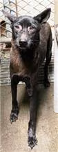 Black adult female mixed-breed dog, Medium, shelter no. …0001