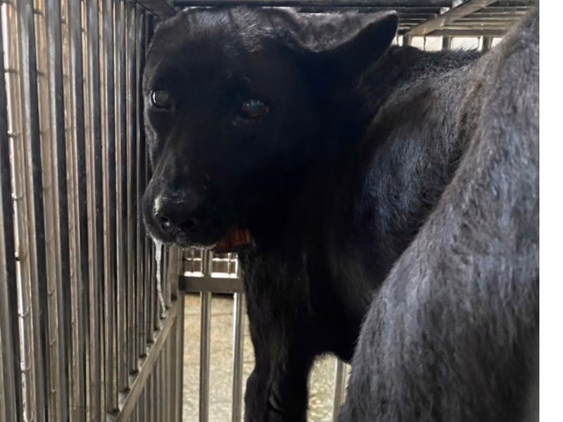 Black adult male mixed-breed dog, Medium, shelter no. …0-07