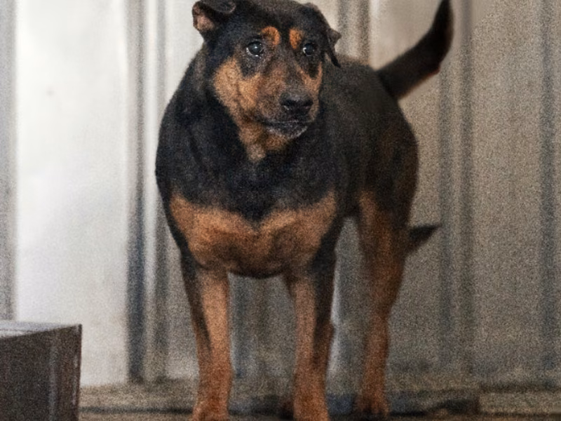 Black-and-tan adult female mixed-breed dog, Medium, shelter no. …2902