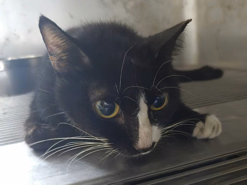Black adult female mixed-breed cat, Medium, shelter no. …0001