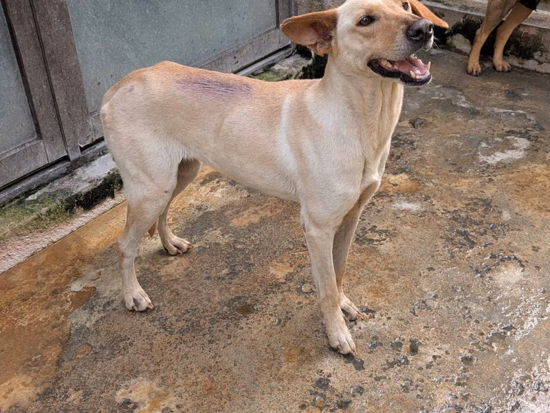 Tan adult female mixed-breed dog, Large, shelter no. …2901