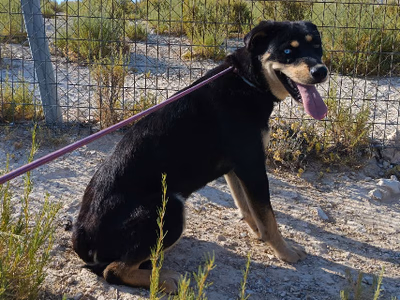 Cordersky, Female · Mixed breed