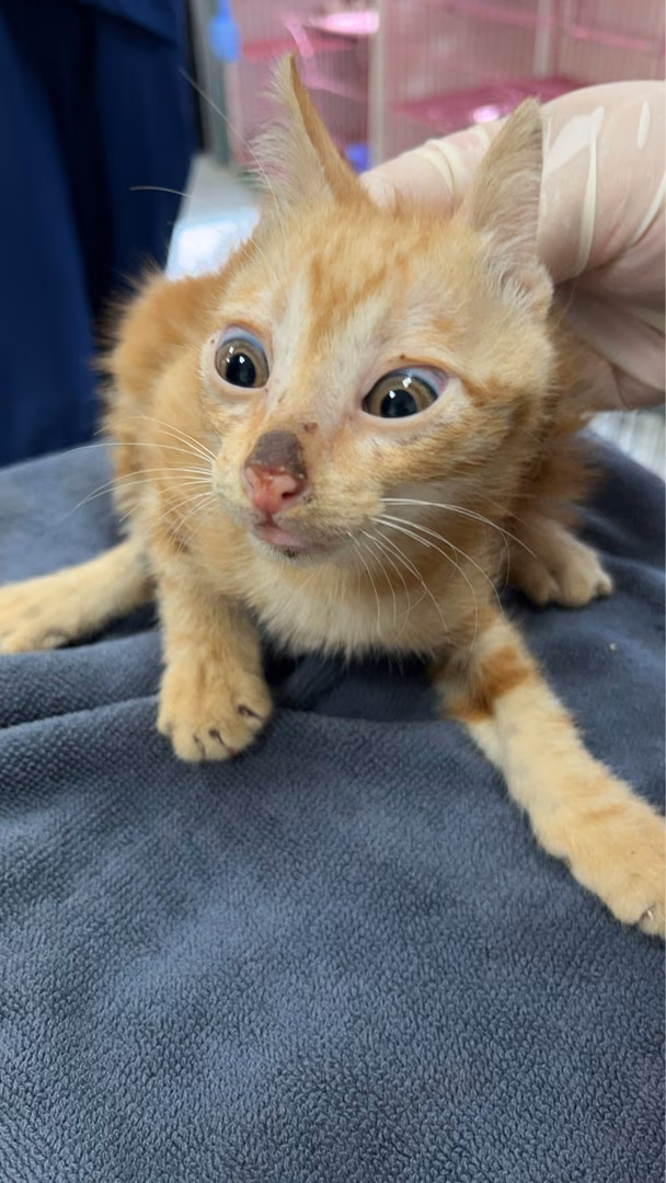 Orange young male mixed-breed cat, Small, shelter no. …6012
