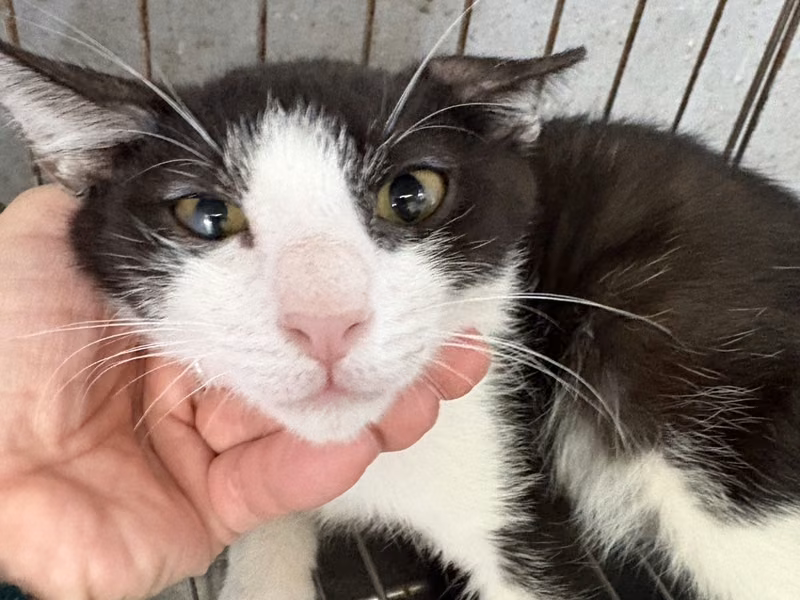 Black-and-white adult male mixed-breed cat, Medium, shelter no. …8001