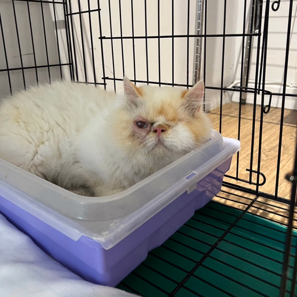 White adult male Persian cat, Small, shelter no. …7002