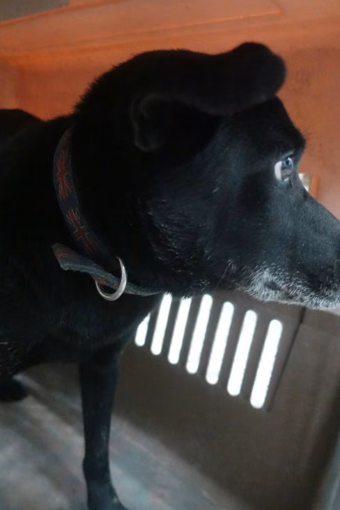 Black adult male mixed-breed dog, Large, shelter no. …2319