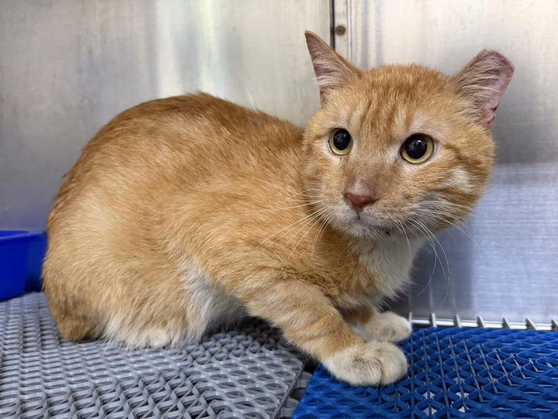 Orange tabby adult male mixed-breed cat, Medium, shelter no. …6001