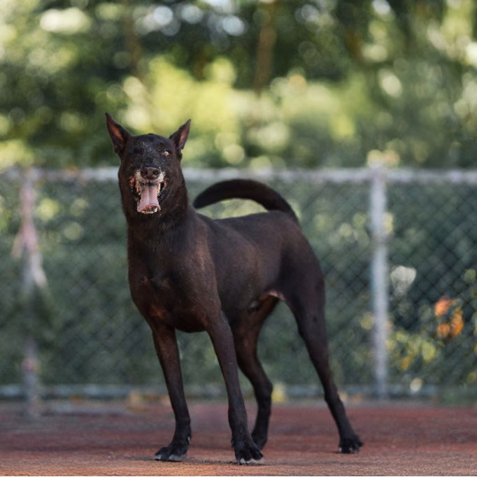 Black adult male mixed-breed dog, Medium, shelter no. …1403