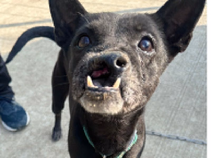 Black adult female mixed-breed dog, Medium, shelter no. …8-14