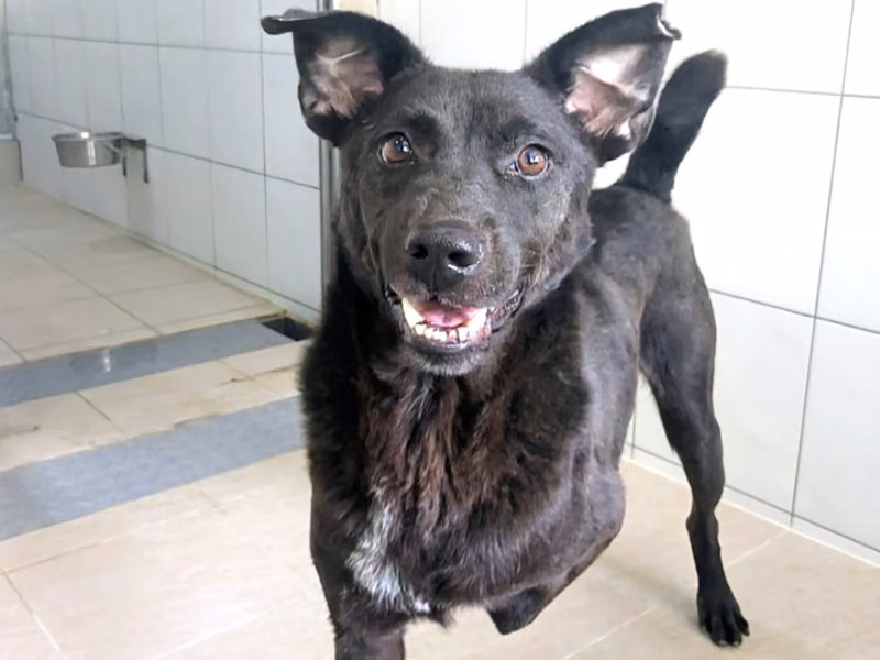 Black adult male mixed-breed dog, Medium, shelter no. …4002