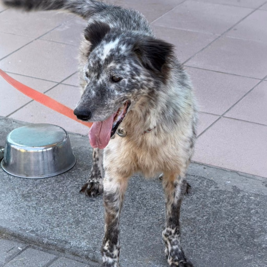 Black-and-white adult male mixed-breed dog, Medium, shelter no. …1-09