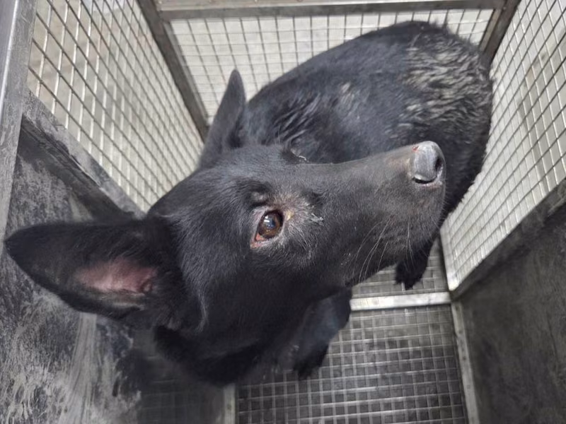 Black adult male mixed-breed dog, Medium, shelter no. …0403