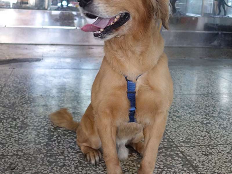 Tan adult male Golden Retriever, Large, shelter no. …0668