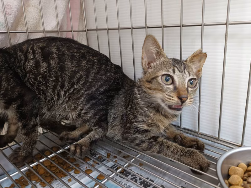 Tabby young male mixed-breed cat, Small, shelter no. …0704