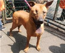 Tan adult male mixed-breed dog, Medium, shelter no. …2803