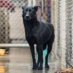 Black adult female mixed-breed dog, Medium, shelter no. …4001