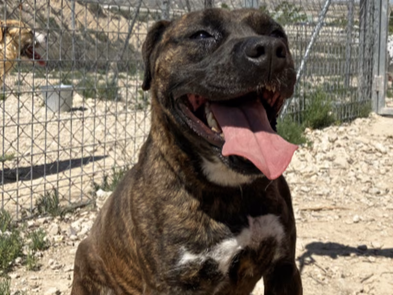 Milu, Adult · Female · Medium · American Staffordshire Terrier