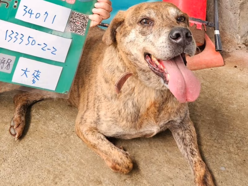 Tabby adult male mixed-breed dog, Large, shelter no. …6004