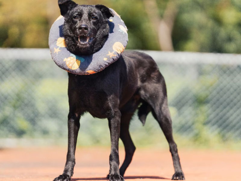 Black adult male mixed-breed dog, Medium, shelter no. …0701