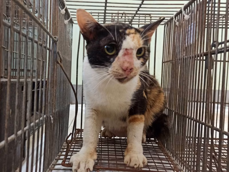 Calico adult female mixed-breed cat, Small, shelter no. …1C03