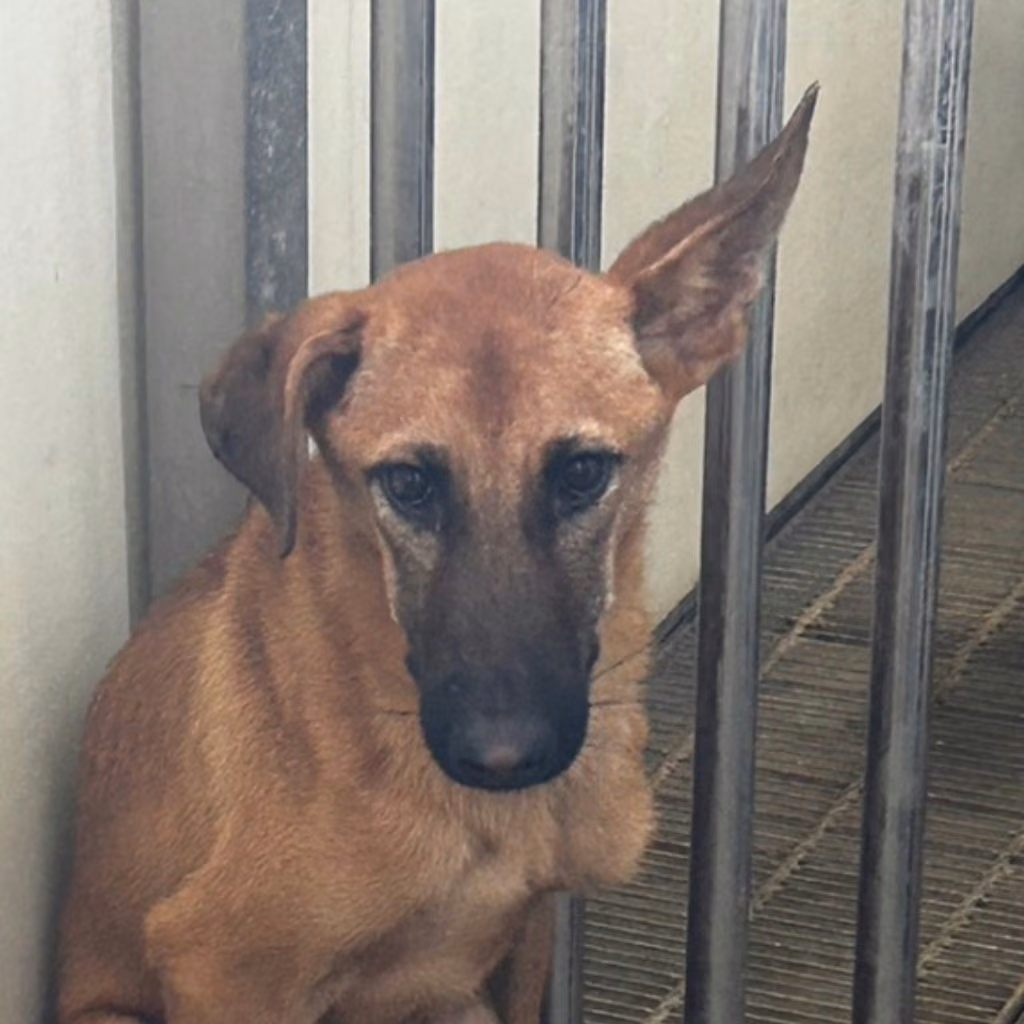 Young male mixed-breed dog, Medium, shelter no. …1014