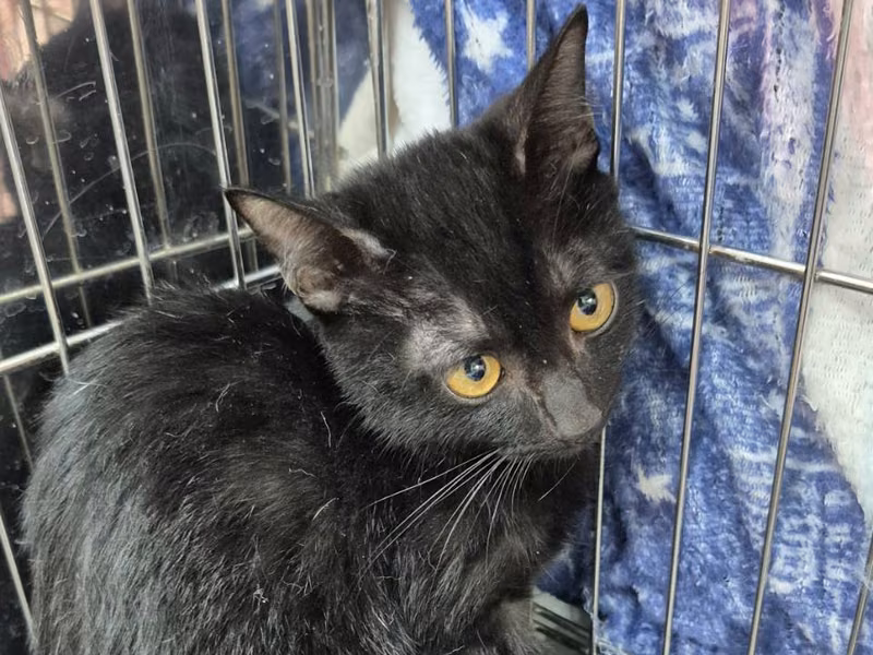 Black young male mixed-breed cat, Small, shelter no. …0003