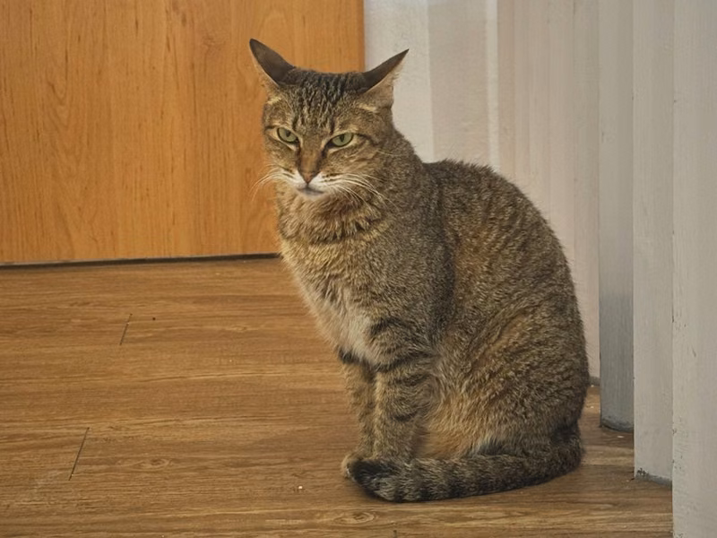 Tabby adult female mixed-breed cat, Small, shelter no. …6001