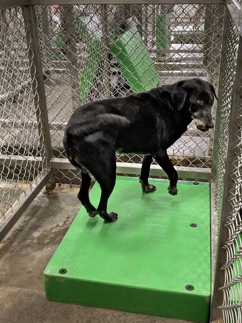 Black adult female mixed-breed dog, Large, shelter no. …5004