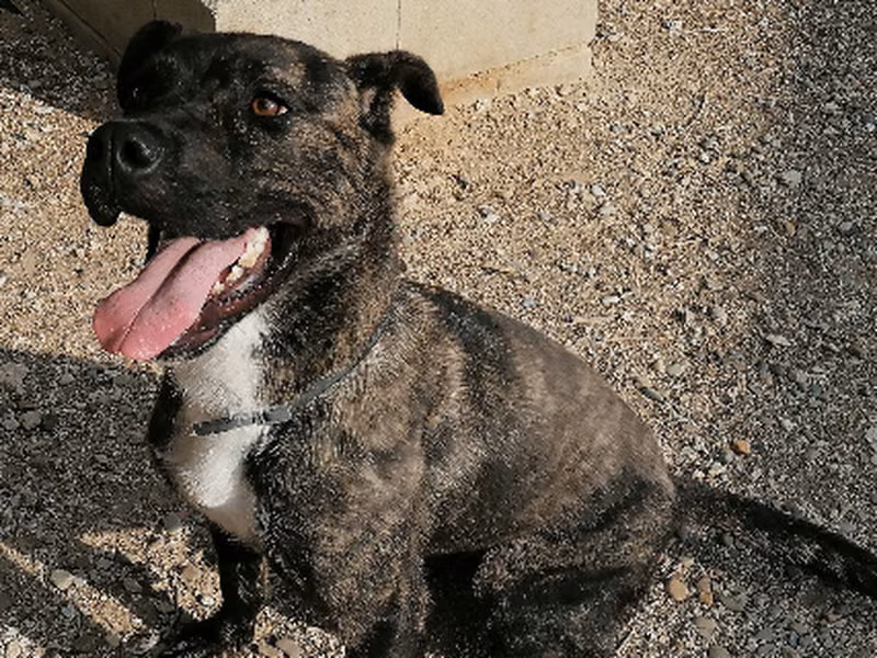 Hydra, Adult · Female · Medium · Mixed breed