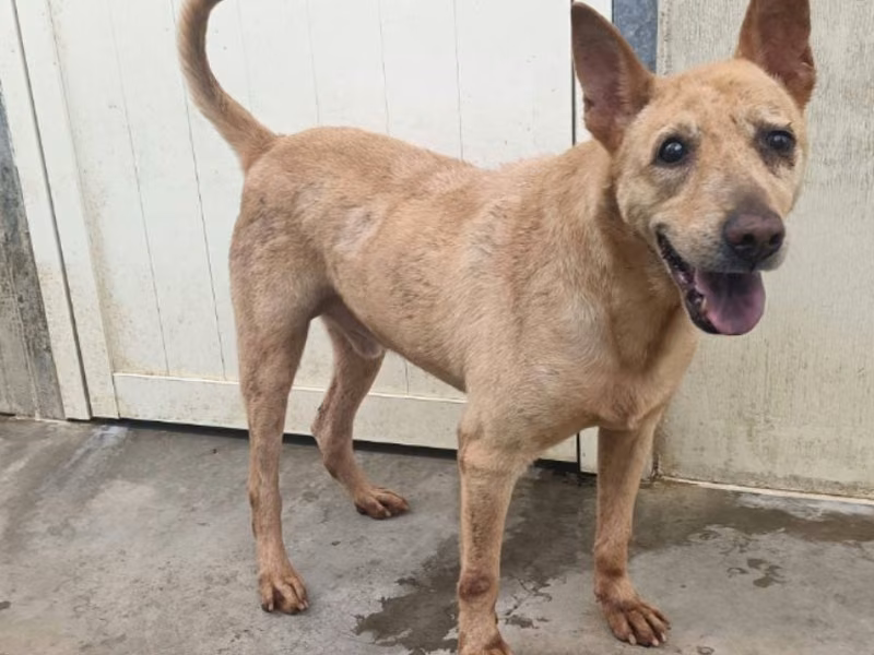Tan adult male mixed-breed dog, Medium, shelter no. …3103