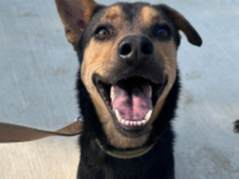 Black-and-tan adult female mixed-breed dog, Medium, shelter no. …9-09