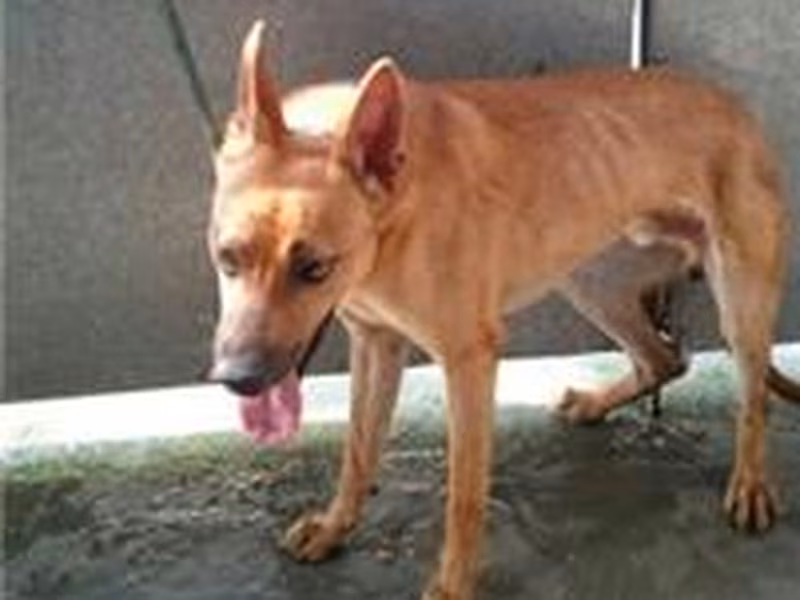 Tan adult male mixed-breed dog, Medium, shelter no. …2005