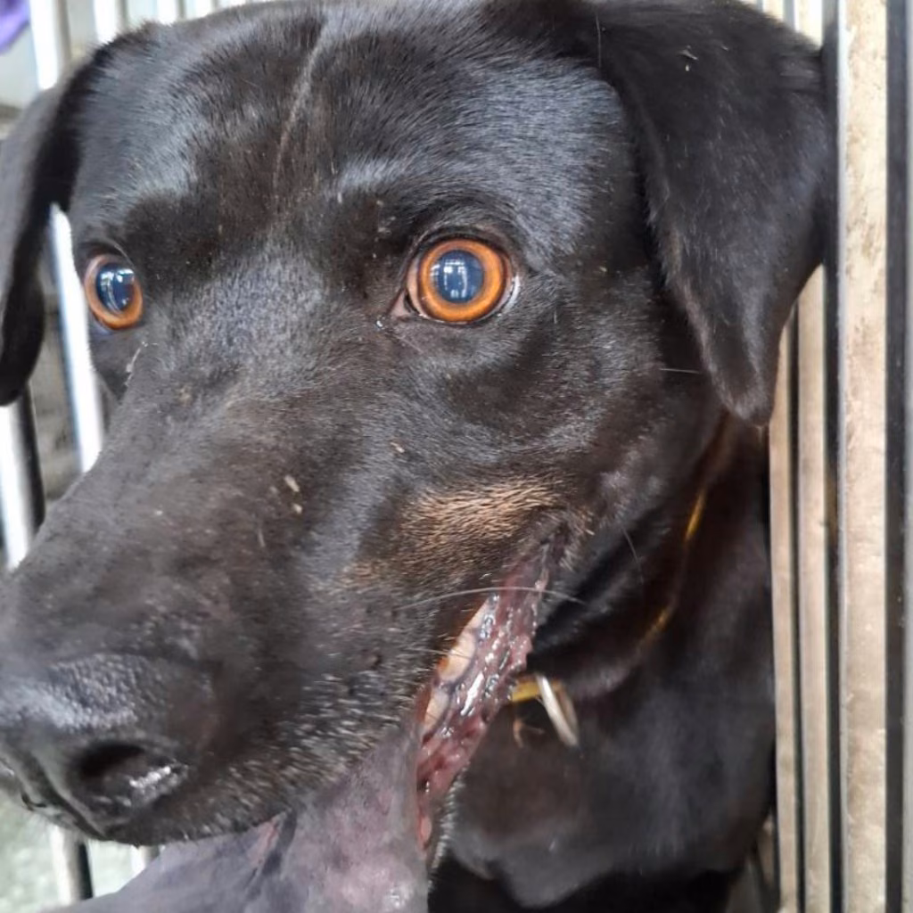 Black adult male mixed-breed dog, Medium, shelter no. …4-02