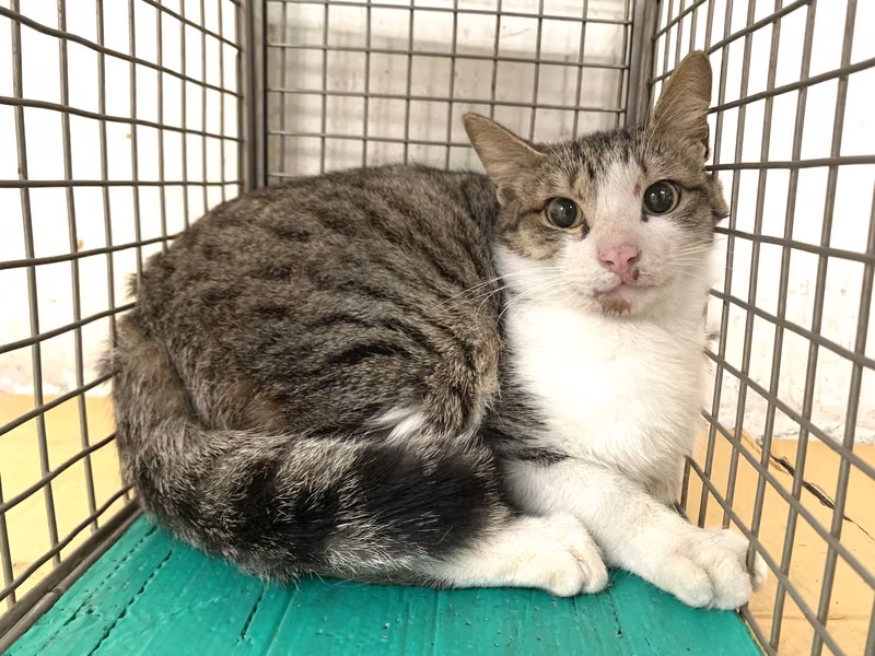 Tabby-and-white adult male mixed-breed cat, Small, shelter no. …2604