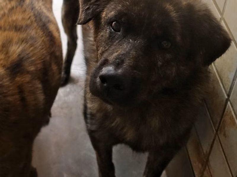 Tabby adult male mixed-breed dog, Large, shelter no. …0318