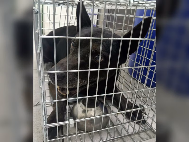 Black adult male mixed-breed dog, Medium, shelter no. …4001