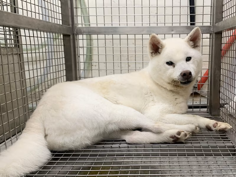 White adult male Shiba Inu, Medium, shelter no. …1908
