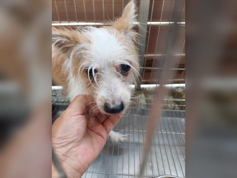 Tan-and-white adult female mixed-breed dog, Medium, shelter no. …6002