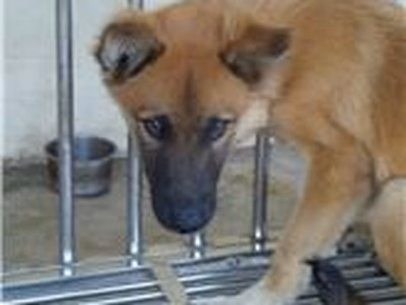 Tan adult male mixed-breed dog, Large, shelter no. …0066
