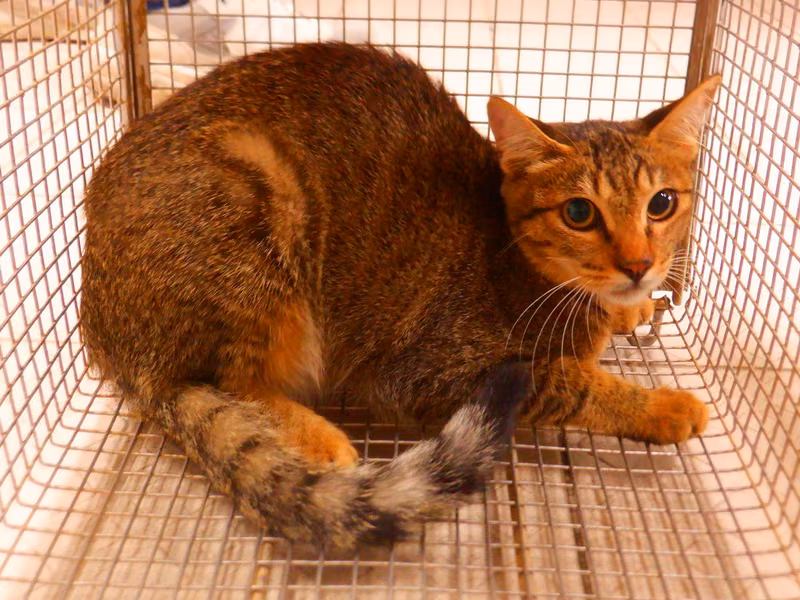 Orange tabby adult female mixed-breed cat, Small, shelter no. …4C13