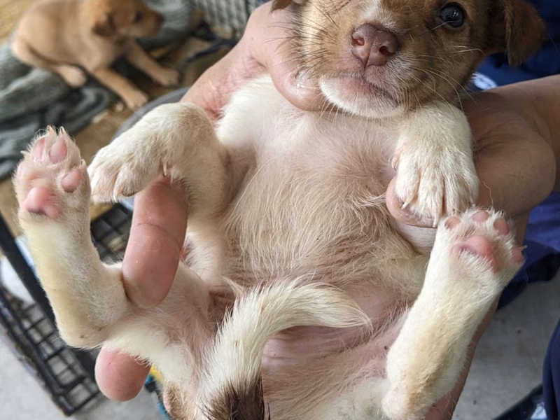 Brown-and-white young male mixed-breed dog, Medium, shelter no. …7008